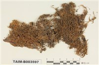 藏品(絹苔科)的圖片